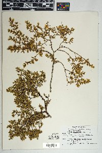 Larrea tridentata image