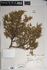 Juniperus deppeana image