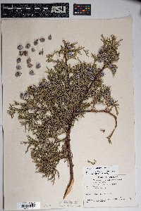 Juniperus deppeana image