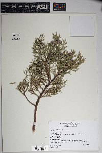 Juniperus deppeana image