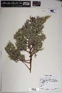 Juniperus deppeana image