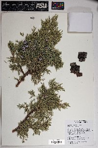 Juniperus deppeana image