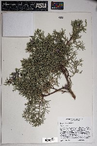 Juniperus deppeana image