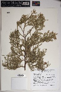 Juniperus deppeana image