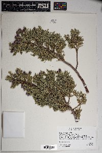 Juniperus deppeana image