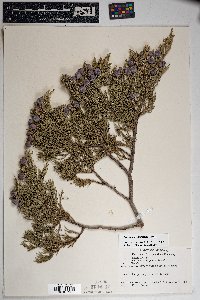 Juniperus deppeana image