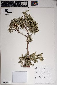 Juniperus deppeana image