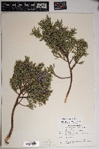 Juniperus deppeana image