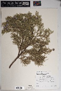 Juniperus deppeana image