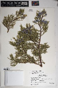 Juniperus deppeana image