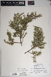 Juniperus deppeana image