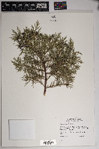 Juniperus deppeana image