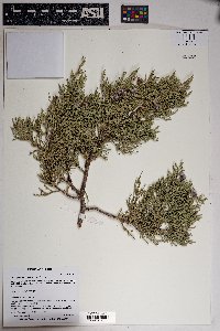 Juniperus deppeana image