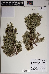 Juniperus deppeana image