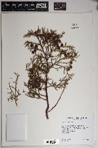 Juniperus deppeana image