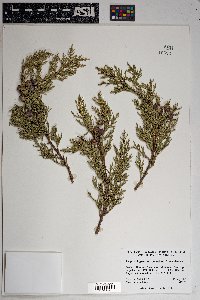 Juniperus deppeana image