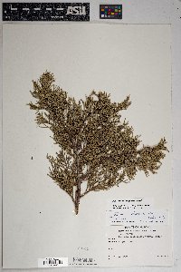 Juniperus deppeana image