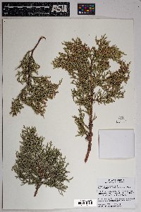 Juniperus deppeana image