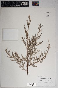 Juniperus deppeana image