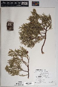 Juniperus deppeana image