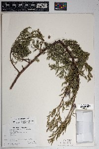 Juniperus deppeana image