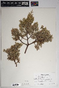 Juniperus deppeana image