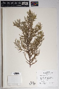 Juniperus deppeana image