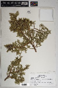 Juniperus monosperma image