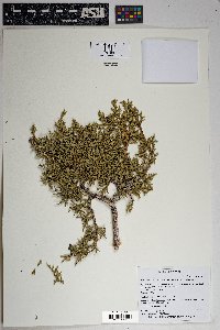 Juniperus monosperma image