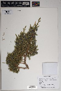 Juniperus monosperma image