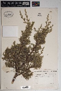 Juniperus monosperma image