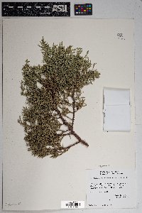 Juniperus deppeana image