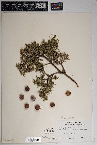 Juniperus deppeana image