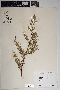 Juniperus deppeana image