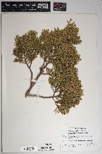 Juniperus deppeana image