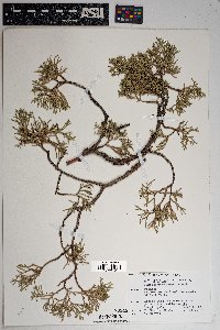 Juniperus deppeana image