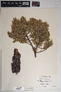 Juniperus deppeana image