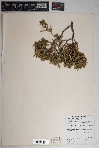 Juniperus deppeana image