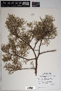 Juniperus deppeana image