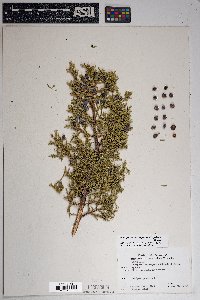 Juniperus monosperma image