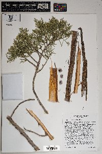 Juniperus osteosperma image