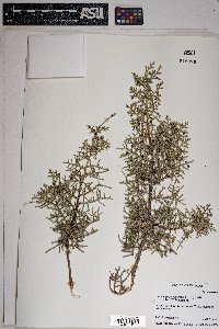 Juniperus osteosperma image