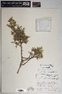 Juniperus osteosperma image