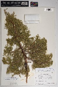 Juniperus osteosperma image