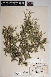 Juniperus osteosperma image