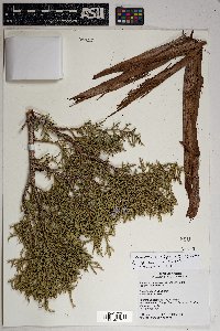 Juniperus osteosperma image