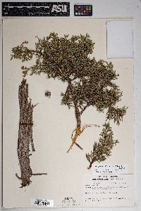 Juniperus osteosperma image