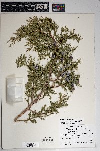 Juniperus osteosperma image