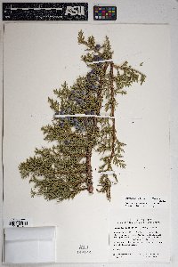 Juniperus osteosperma image