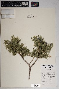 Juniperus osteosperma image